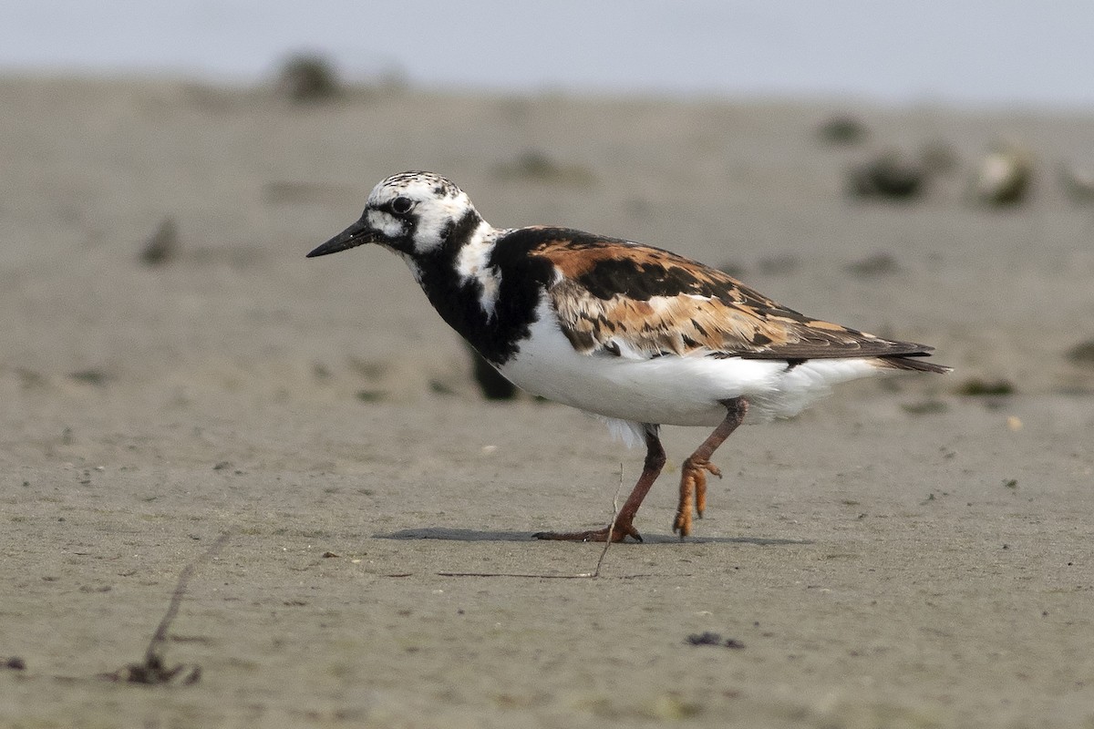 Ruddy Turnstone - ML622063758