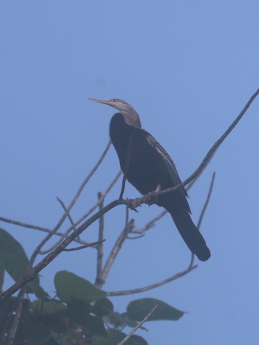 anhinga indomalajská - ML622063788