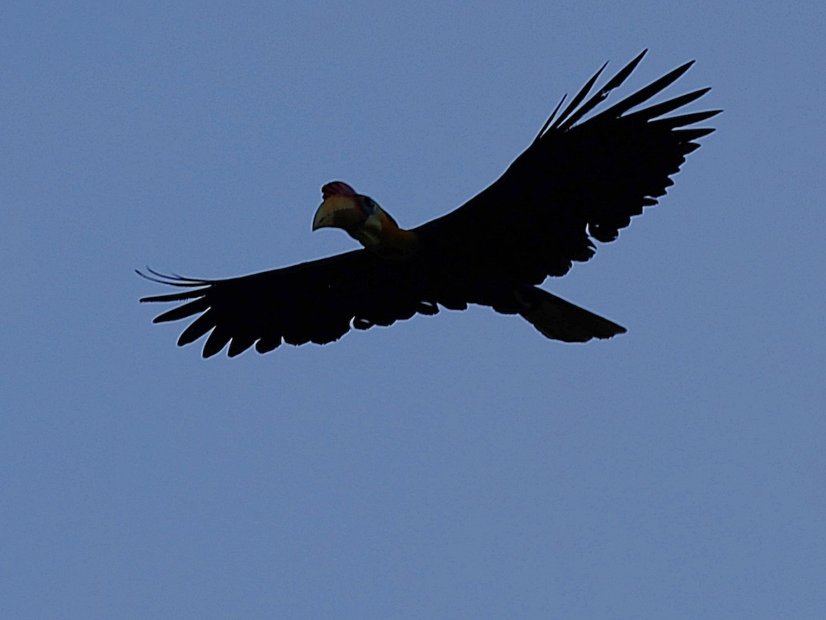 Wrinkled Hornbill - ML622063814