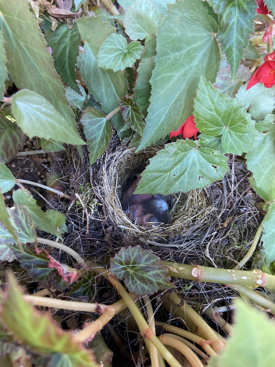Dark-eyed Junco - ML622063819