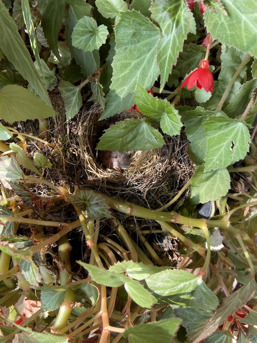 Dark-eyed Junco - ML622063821