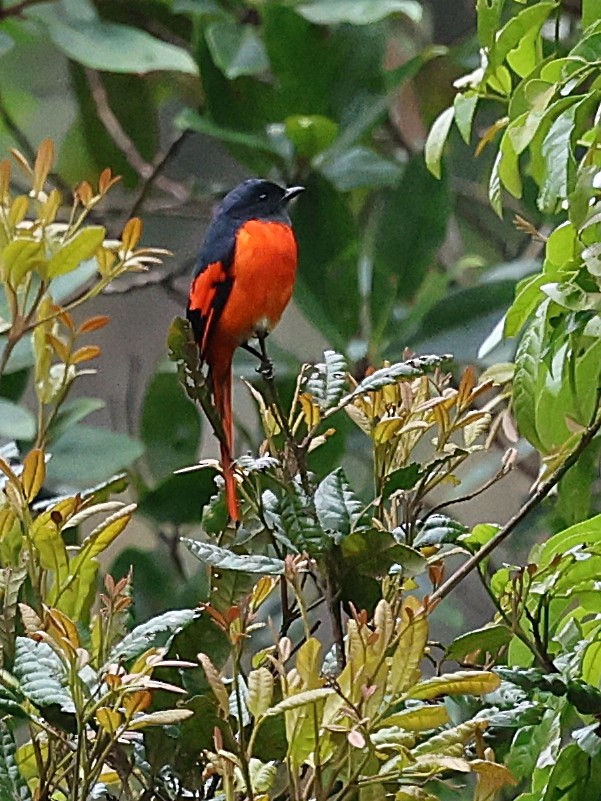 Gray-chinned Minivet - Silvio Paul