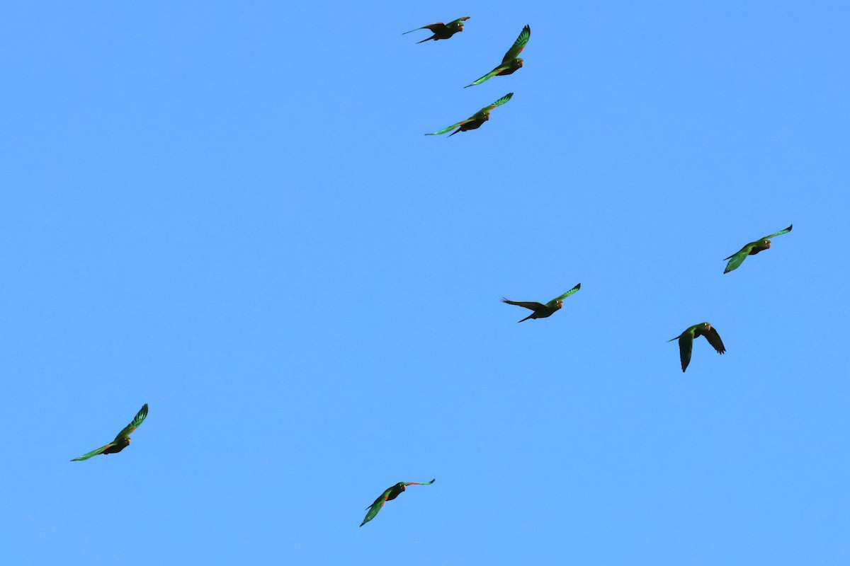 Hispaniolan Parakeet - ML622063969