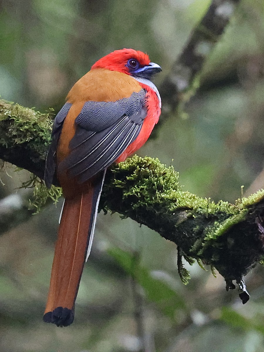 Whitehead's Trogon - ML622063986