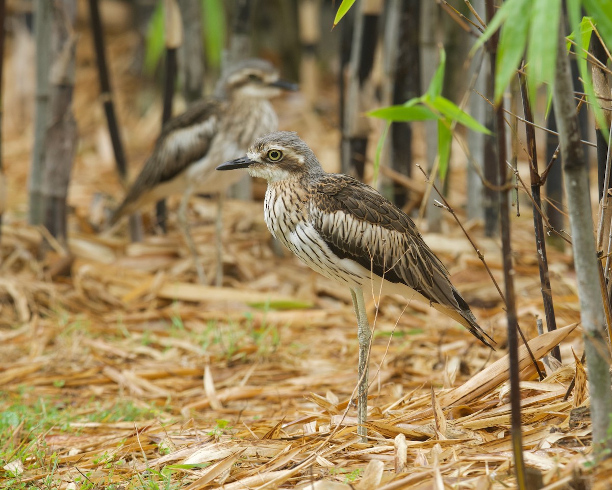 Bush Thick-knee - ML622063988