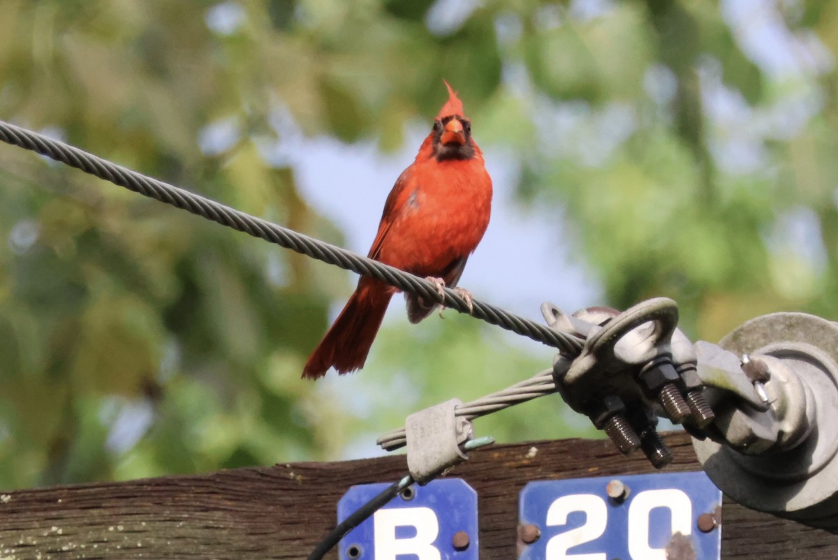 Northern Cardinal - ML622063989