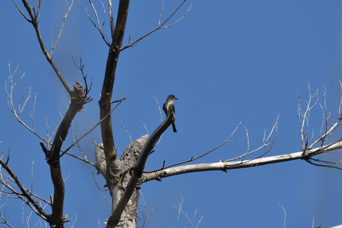 Olive-sided Flycatcher - ML622063990