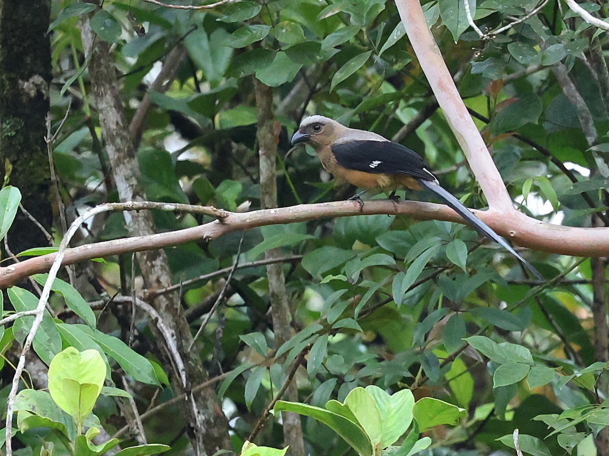 Bornean Treepie - ML622063991