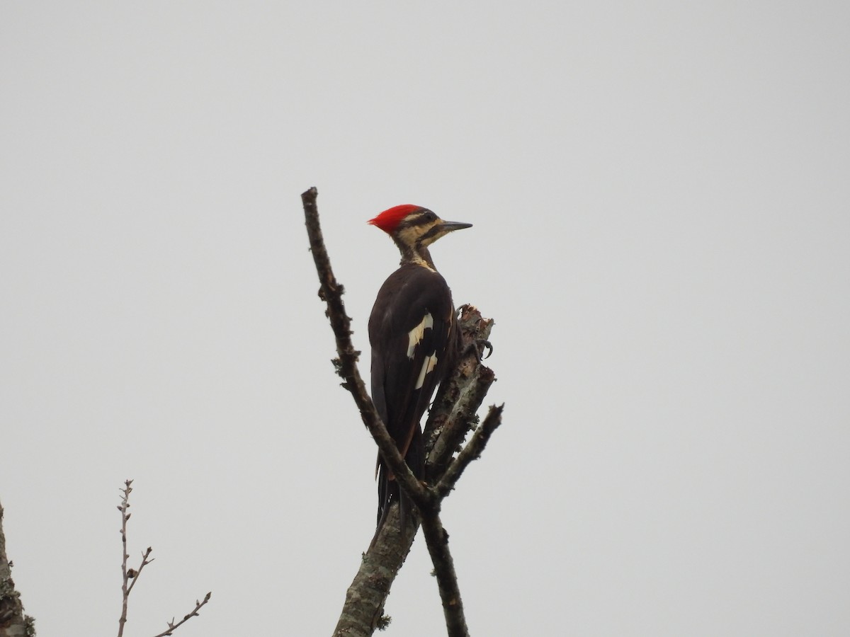 Pileated Woodpecker - ML622063992