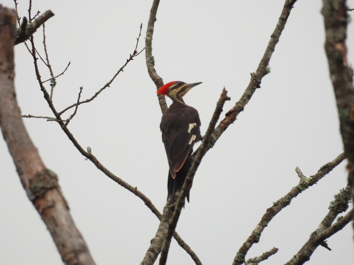 Pileated Woodpecker - ML622063993