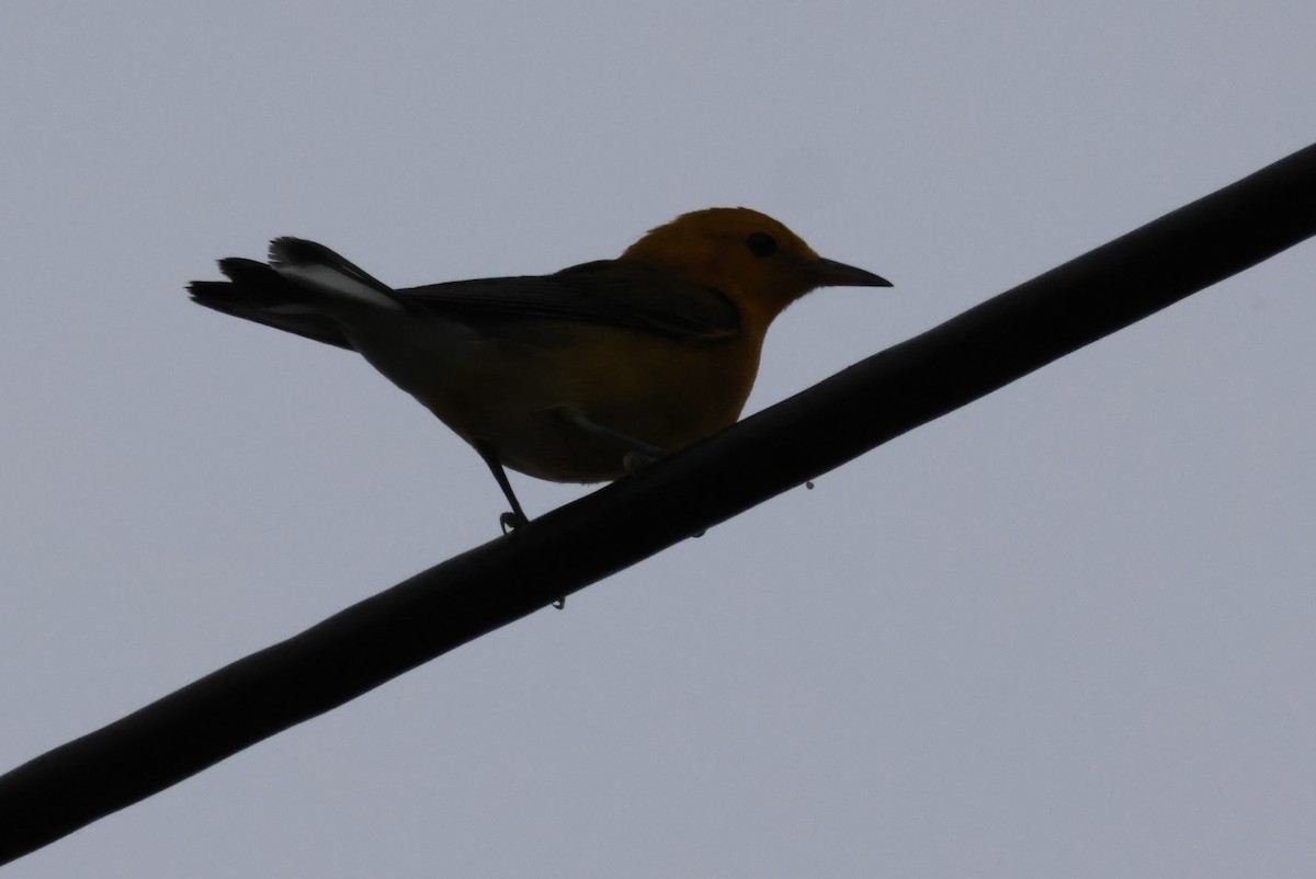 Prothonotary Warbler - ML622063994