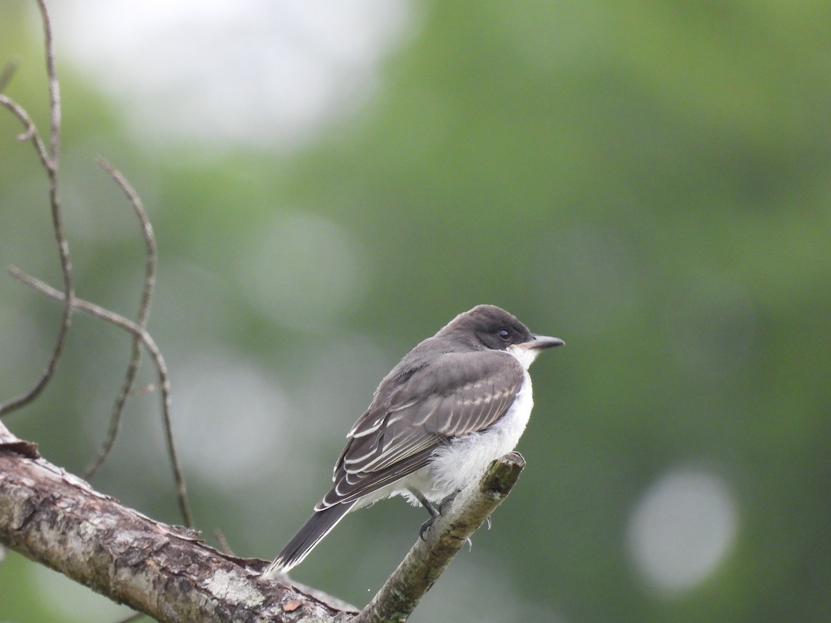 Eastern Kingbird - ML622063995