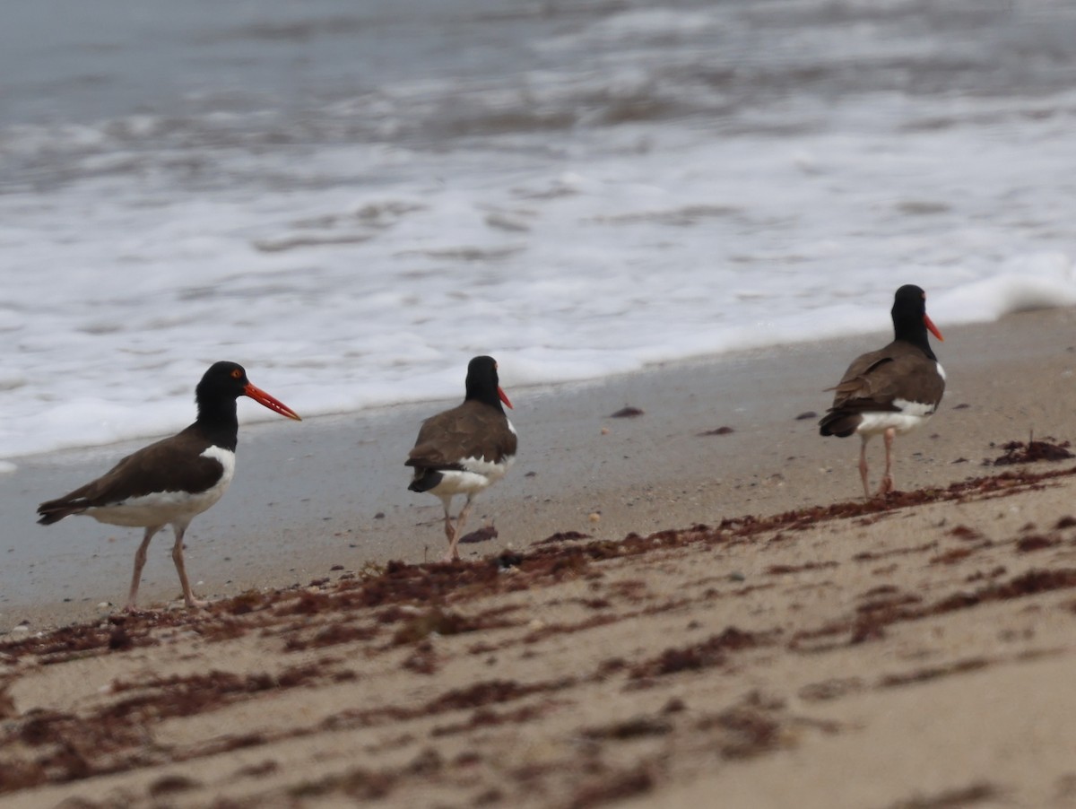 American Oystercatcher - ML622063999