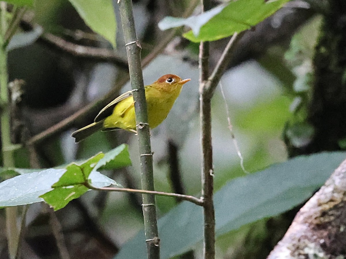 Yellow-breasted Warbler - ML622064007