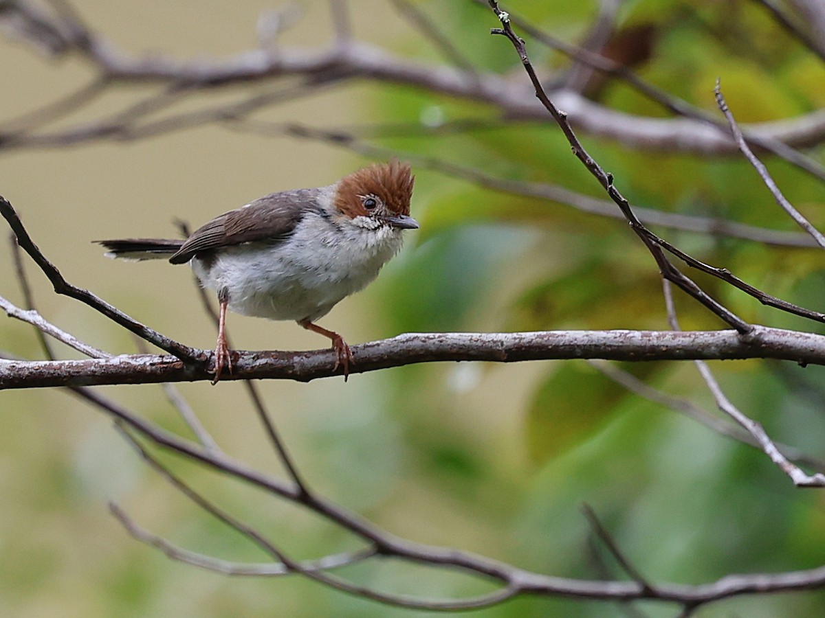 Chestnut-crested Yuhina - ML622064011