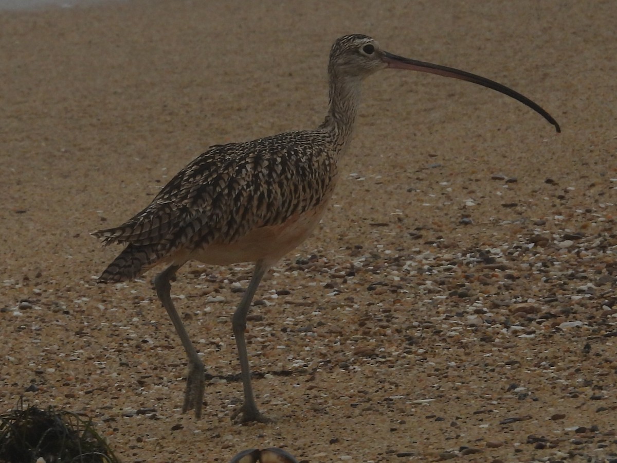 Long-billed Curlew - Dave Ball