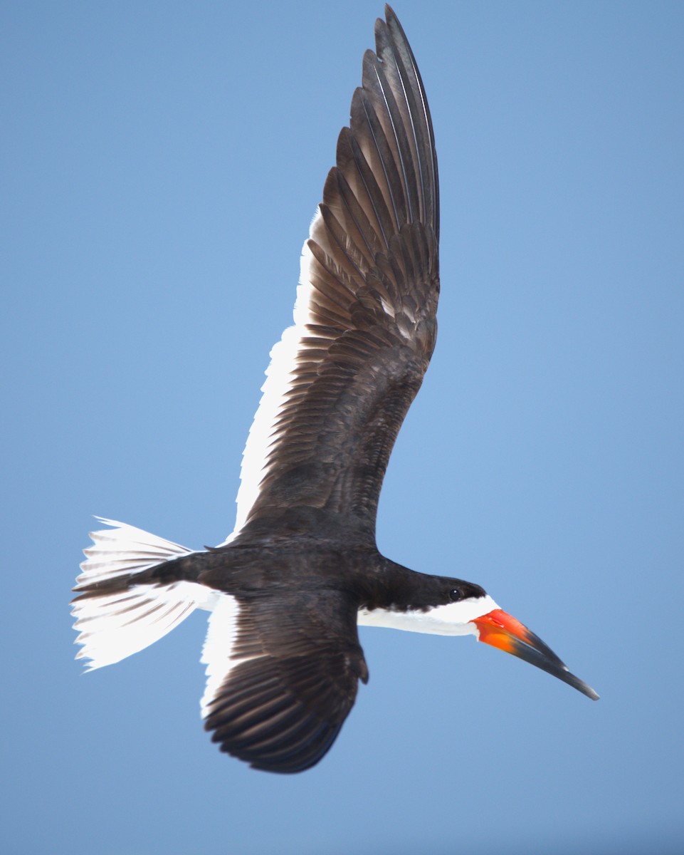 Black Skimmer - ML622064013