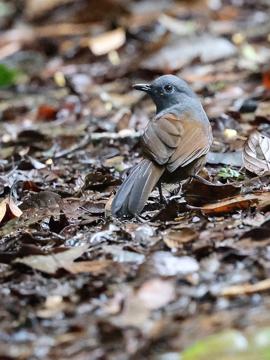 Sunda Laughingthrush - ML622064014