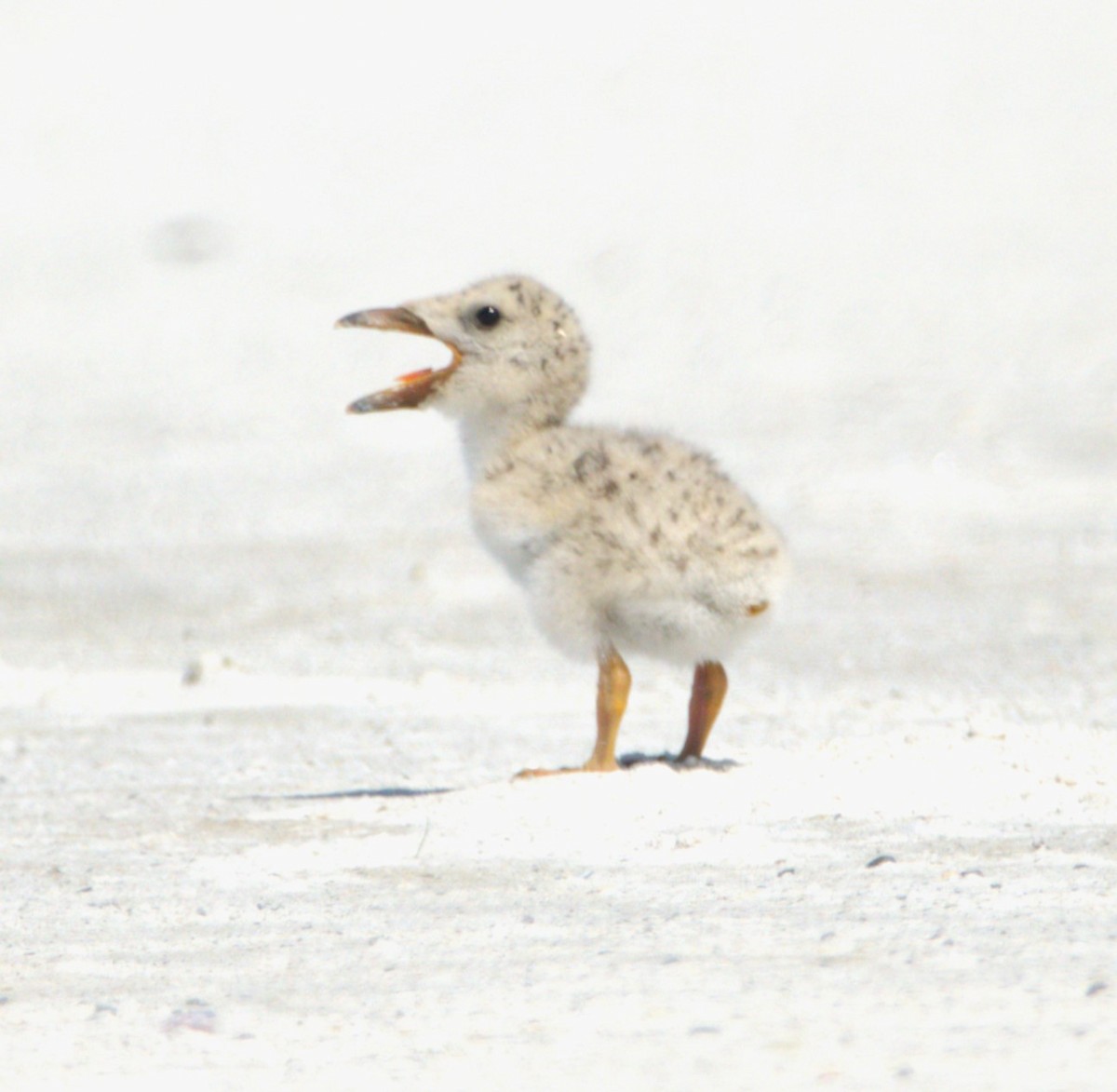 Black Skimmer - ML622064016