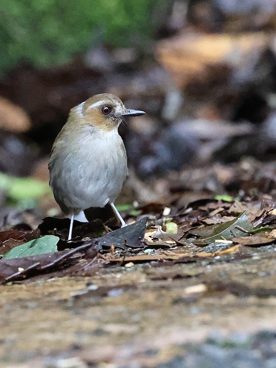 Eyebrowed Jungle Flycatcher - ML622064024