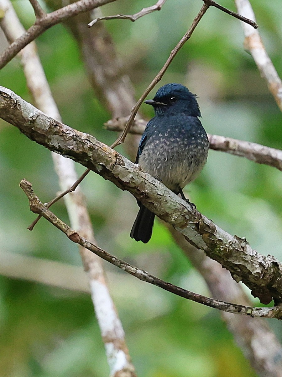 Indigo Flycatcher - ML622064029