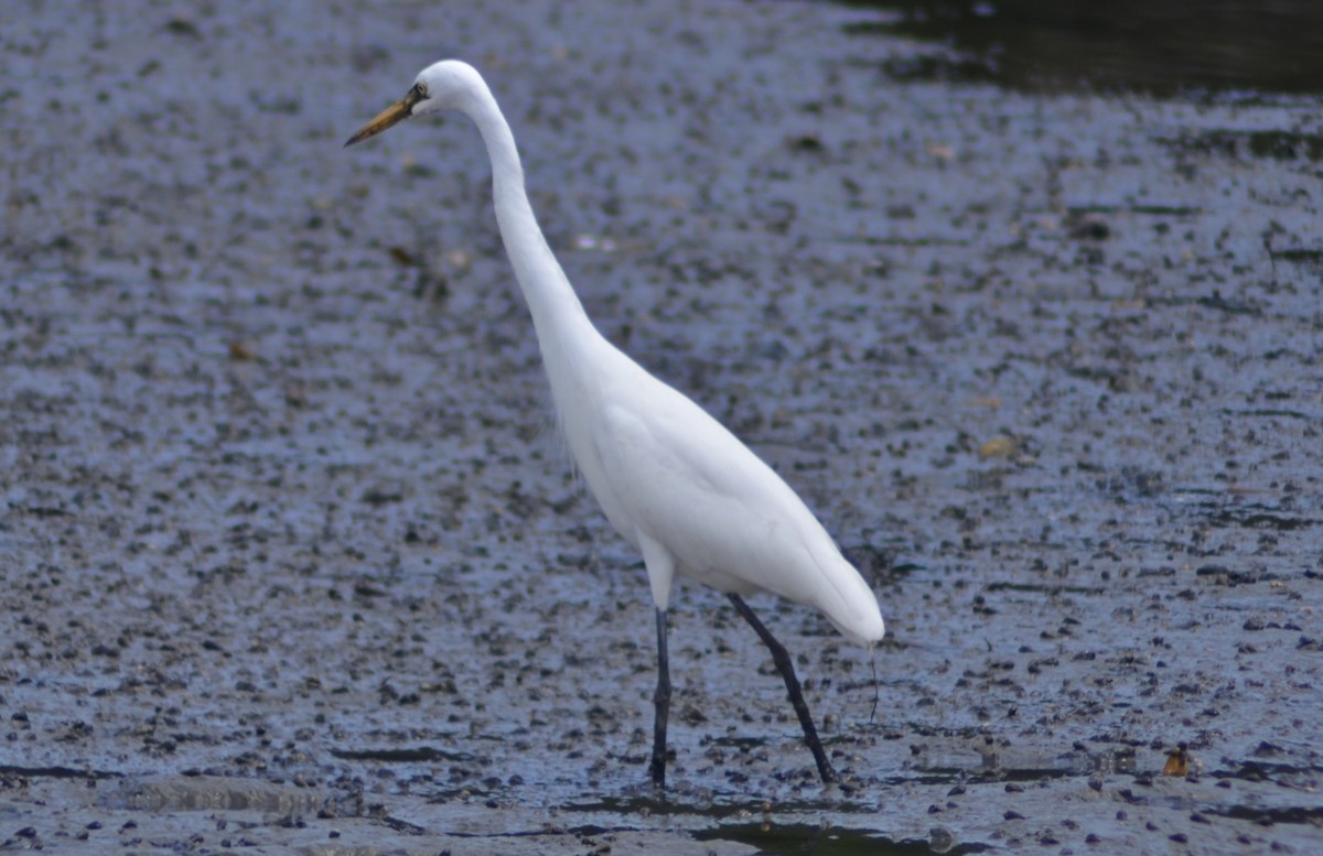 Medium Egret - ML622064044