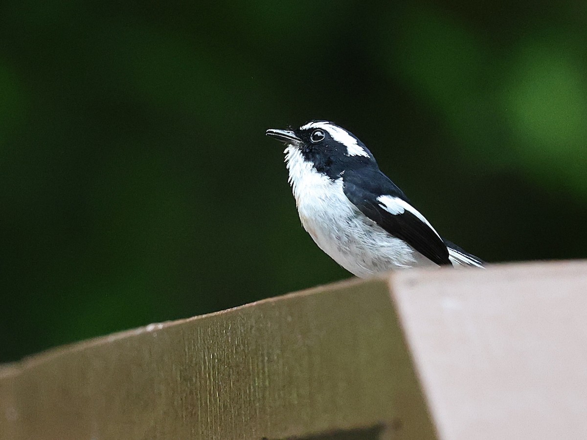 Little Pied Flycatcher - ML622064045