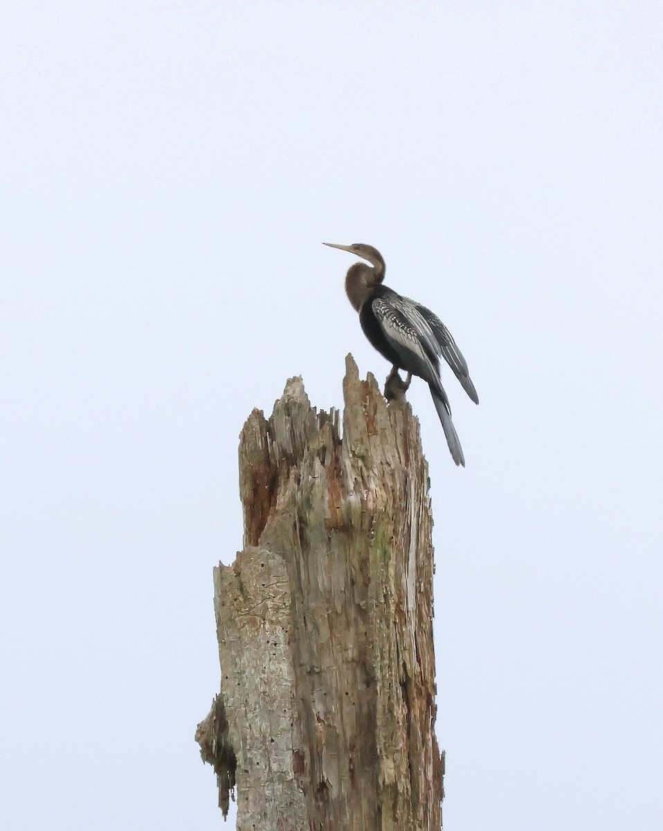 Anhinga - Rick Kittinger