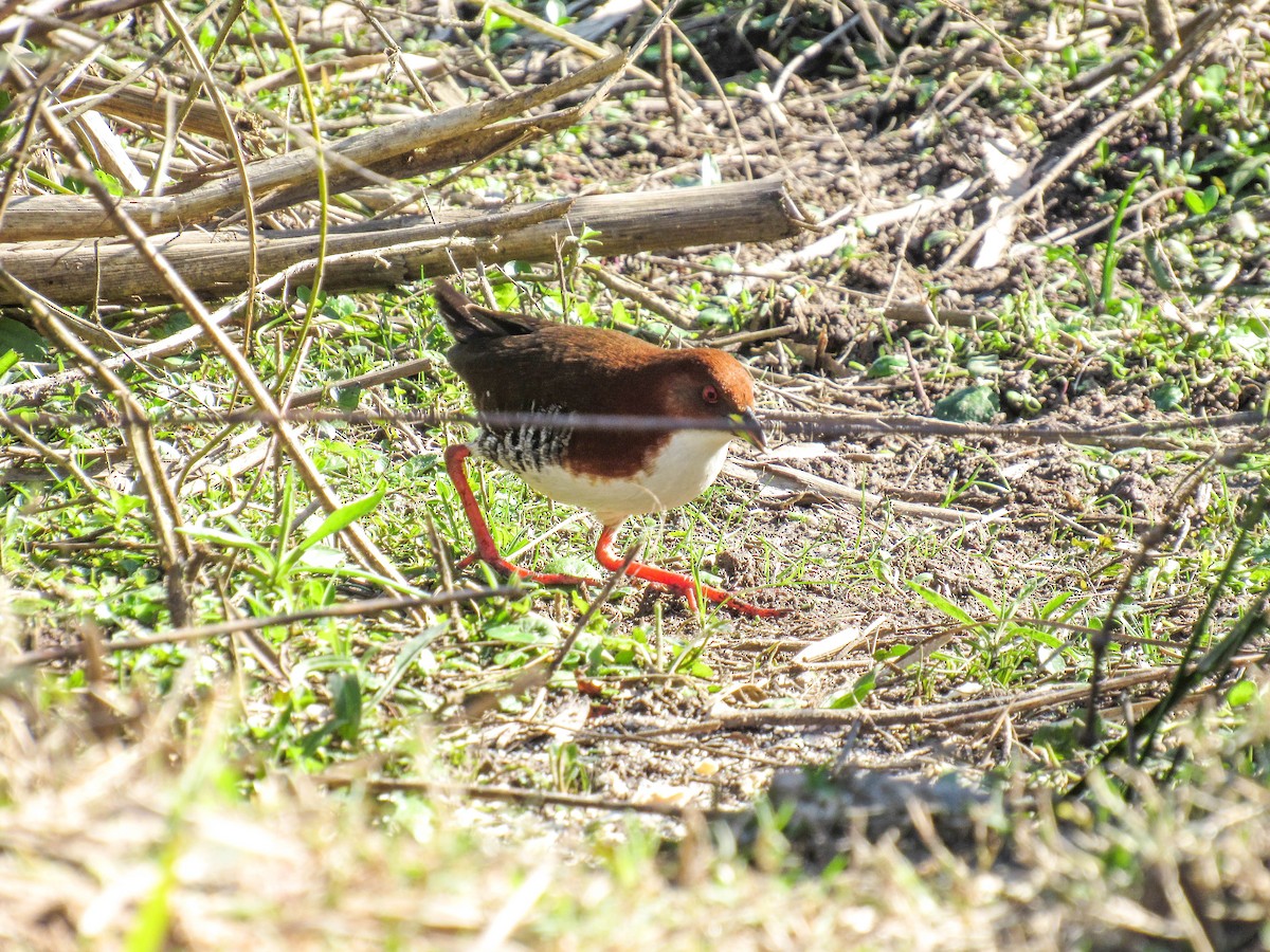 Red-and-white Crake - ML622064117
