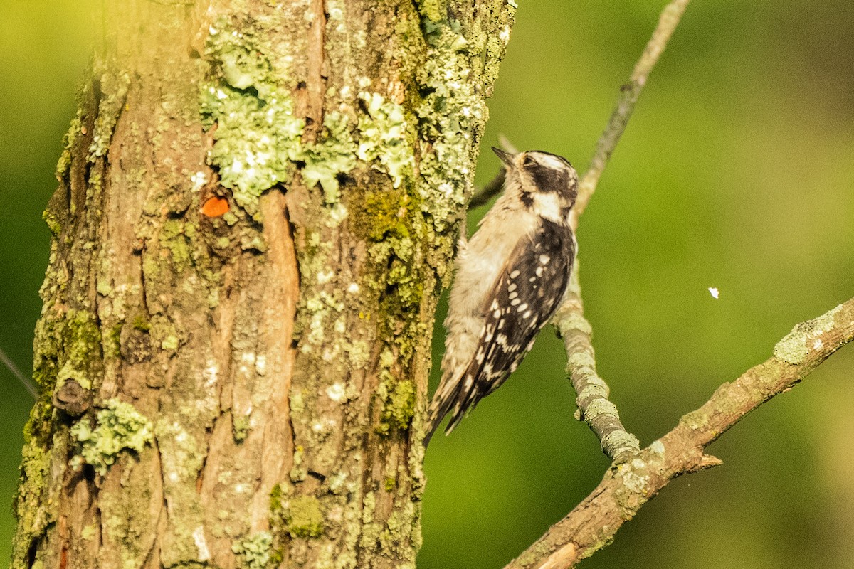 Downy Woodpecker - ML622064146