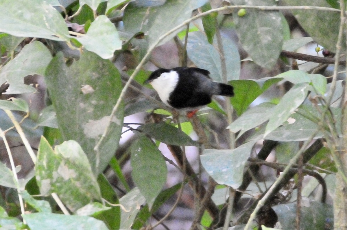 White-bearded Manakin - ML622064147