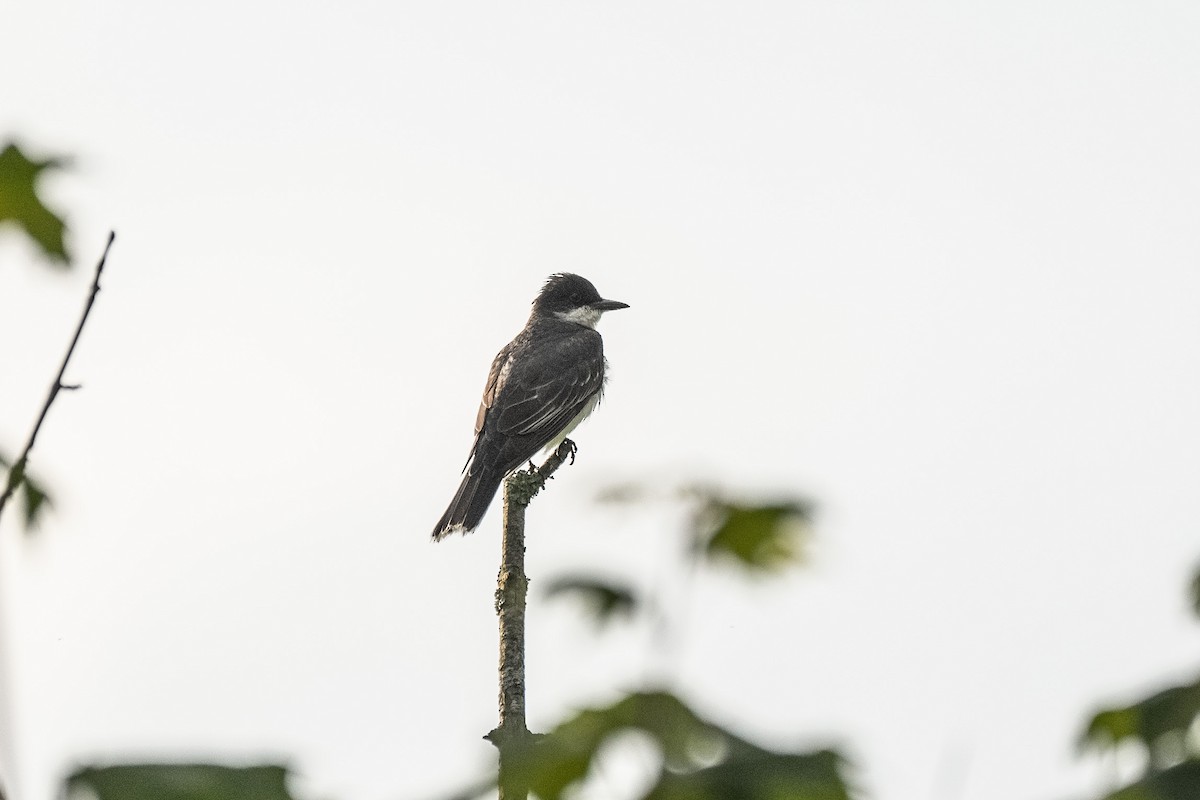 Eastern Kingbird - ML622064148