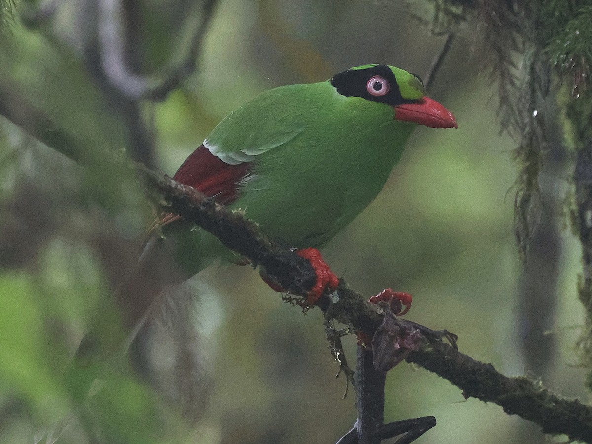 Bornean Green-Magpie - ML622064150