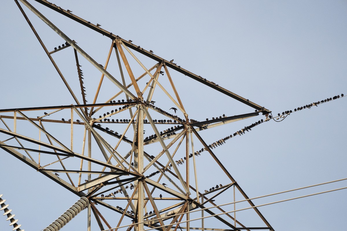 Purple Martin - ML622064152