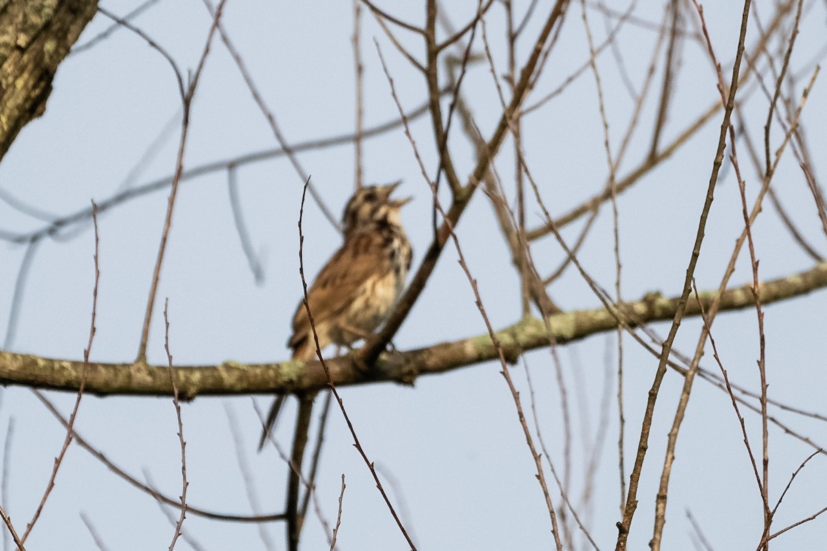 Song Sparrow - ML622064155