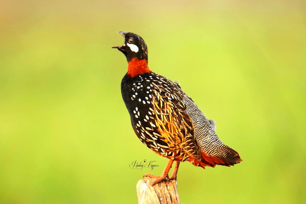 Black Francolin - ML622064157