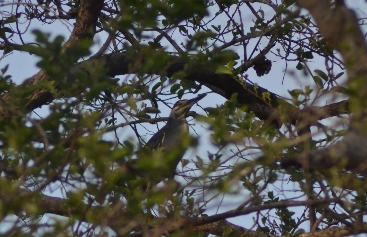 Striated Heron - ML622064158