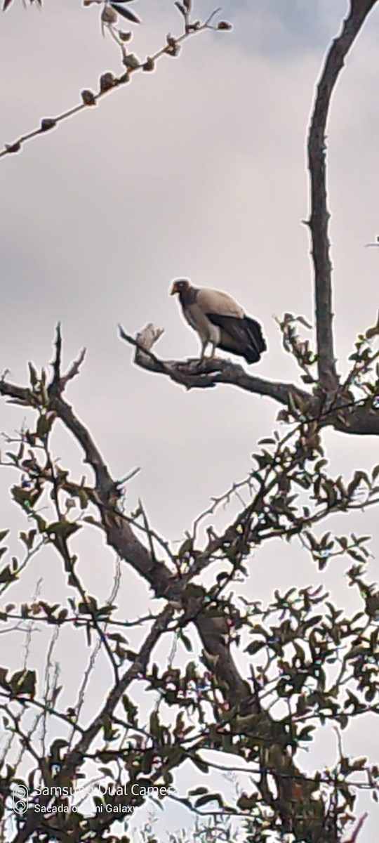 King Vulture - COA KAKUY Santiago del Estero