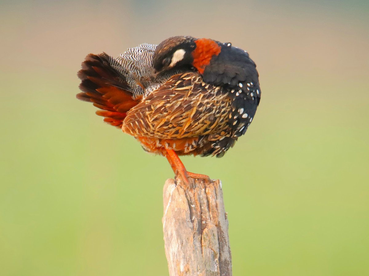 Black Francolin - ML622064183