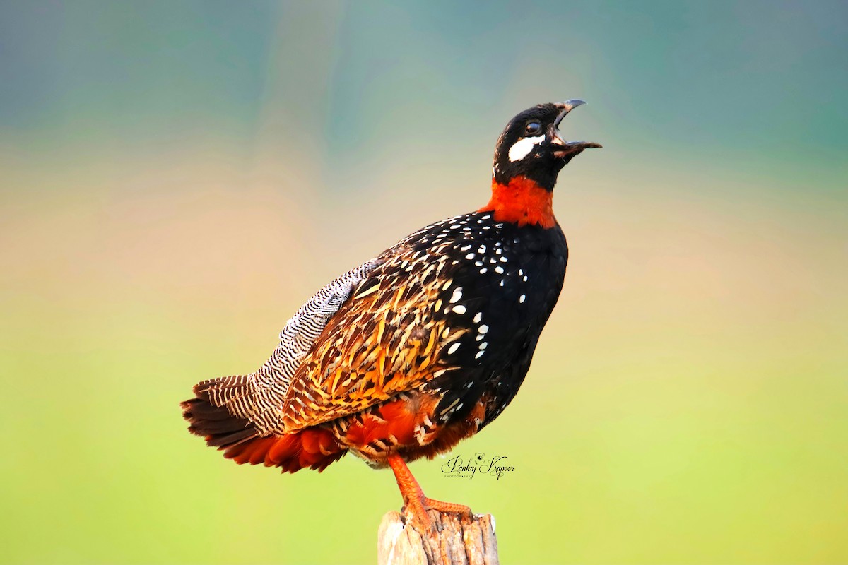 Black Francolin - ML622064194