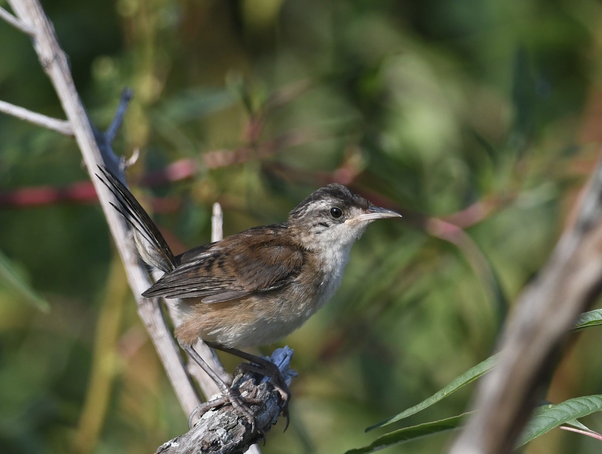 Marsh Wren - ML622064197