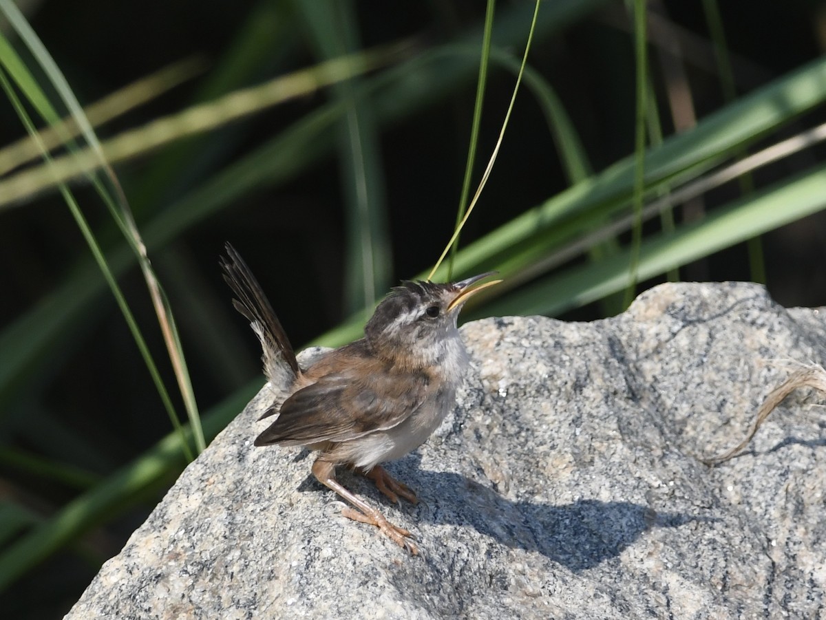 Marsh Wren - ML622064198