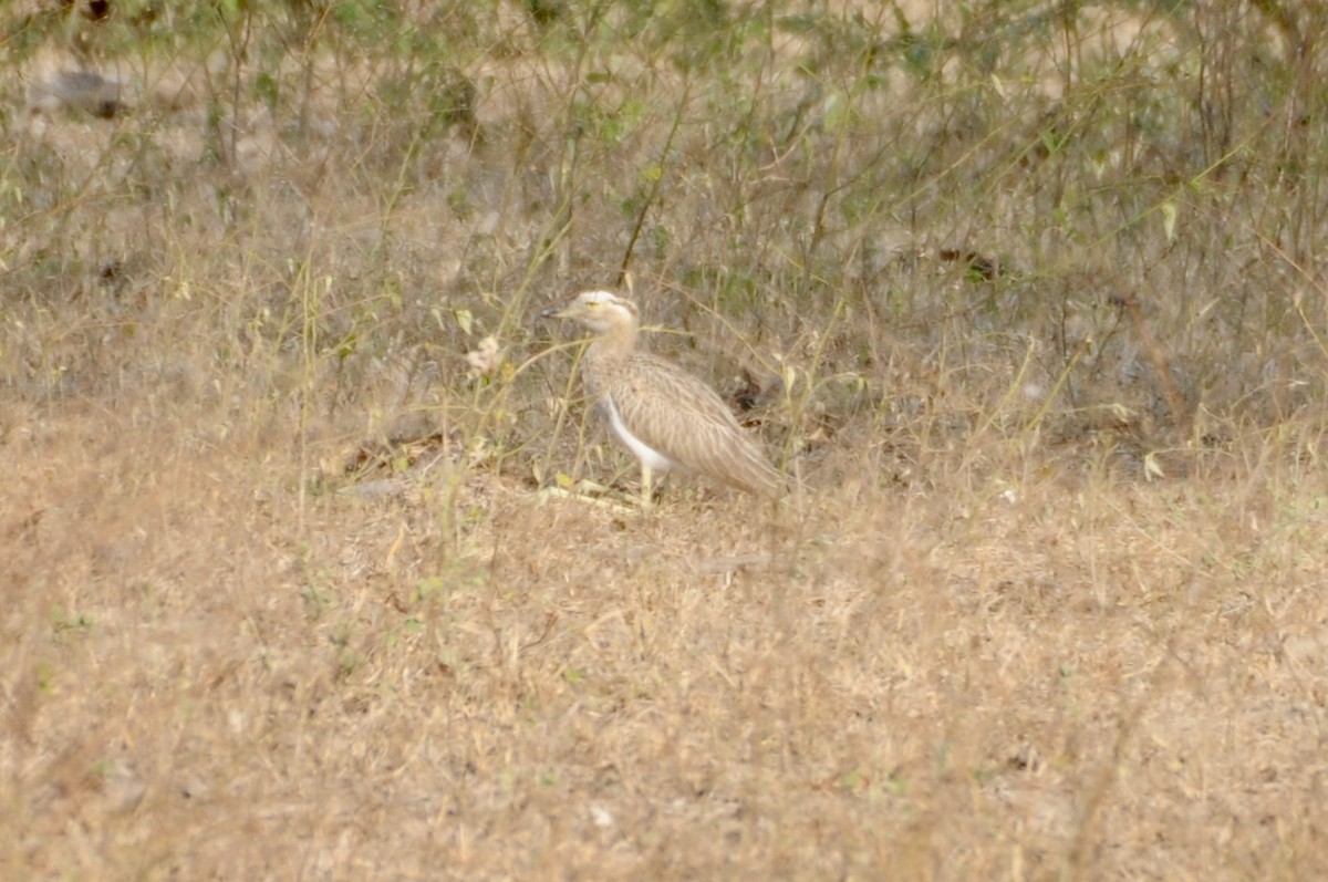 Double-striped Thick-knee - ML622064204