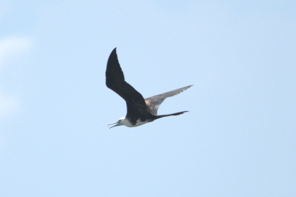 Magnificent Frigatebird - ML622064223