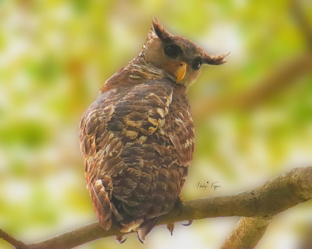 Spot-bellied Eagle-Owl - ML622064282