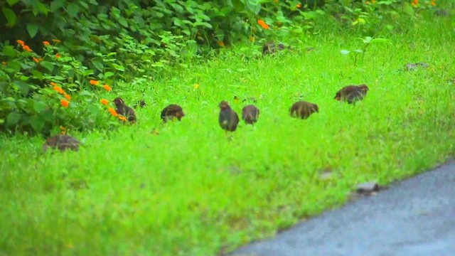 Jungle Bush-Quail - ML622064284