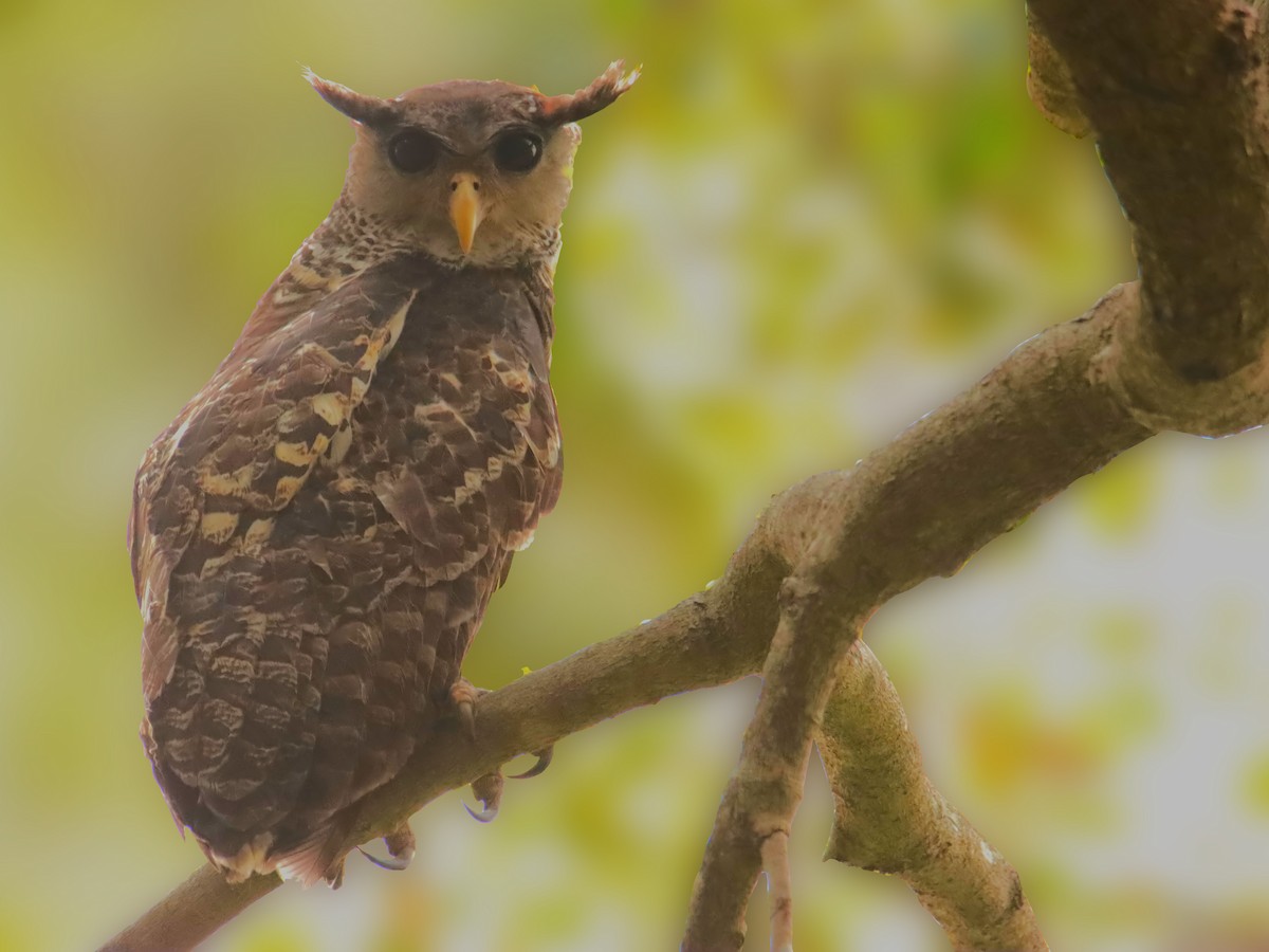 Spot-bellied Eagle-Owl - ML622064298