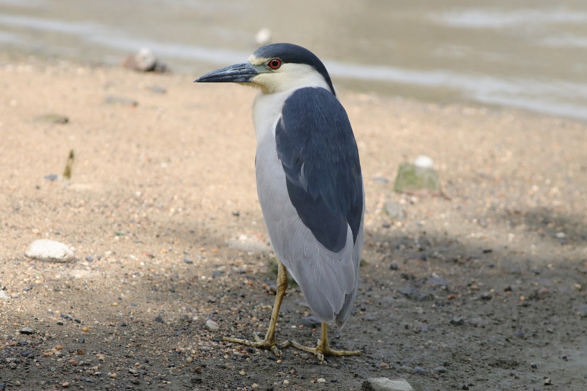 Black-crowned Night Heron - william andermann