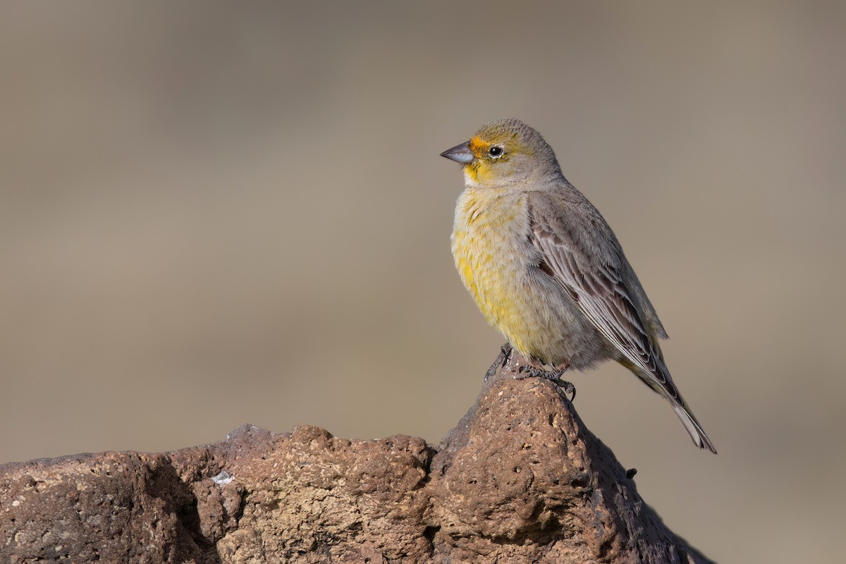 Greater Yellow-Finch - ML622064318