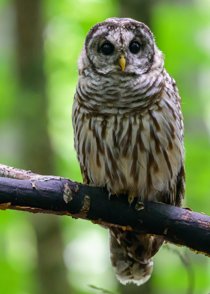 Barred Owl - ML622064373